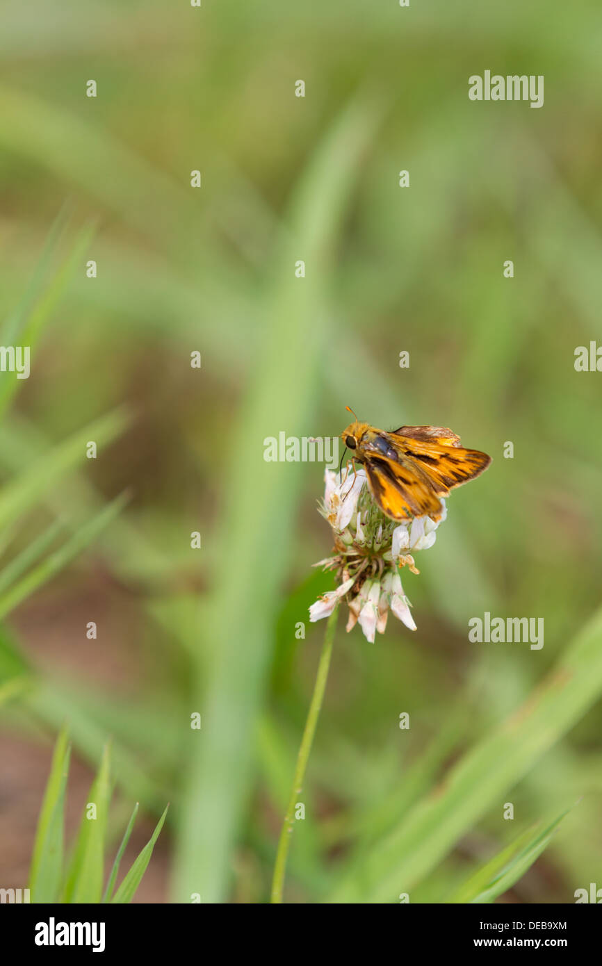 Skipper (Fiery Hylephila phyleus) en un punto muerto wildflower Foto de stock