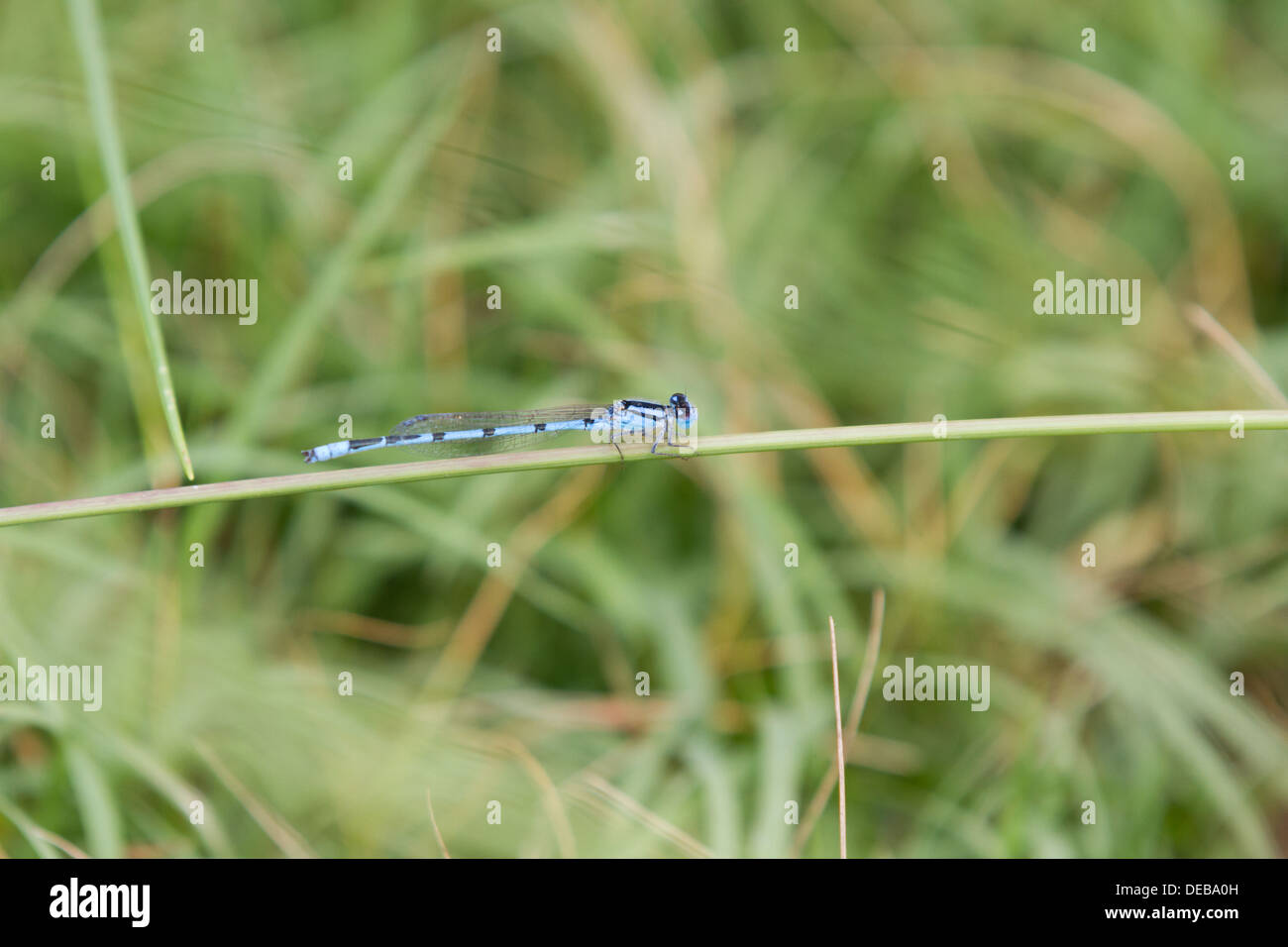 Azul (damselfly Zygoptera) sobre una brizna de hierba Foto de stock
