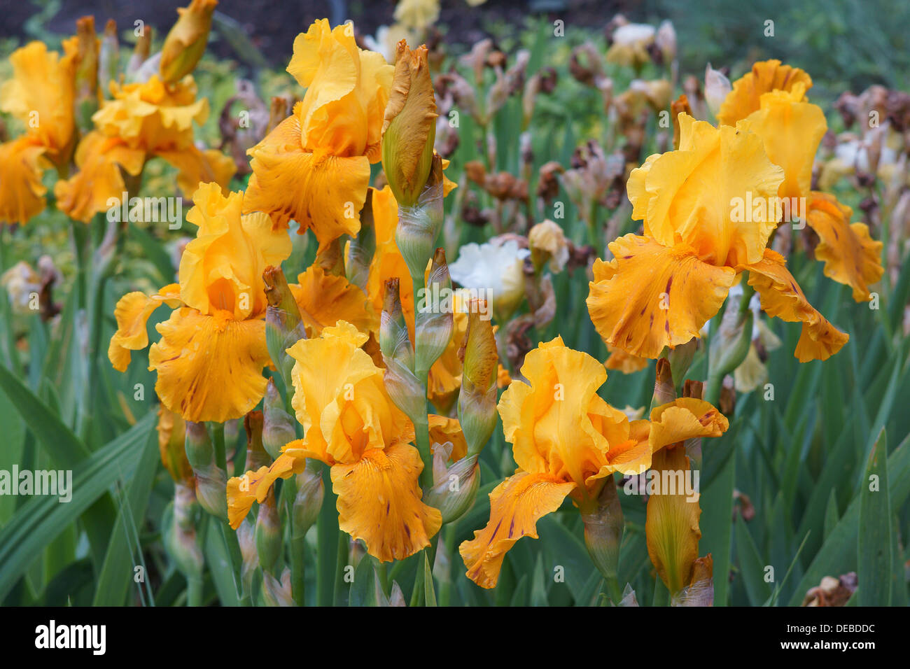 Flores de iris naranja Foto de stock