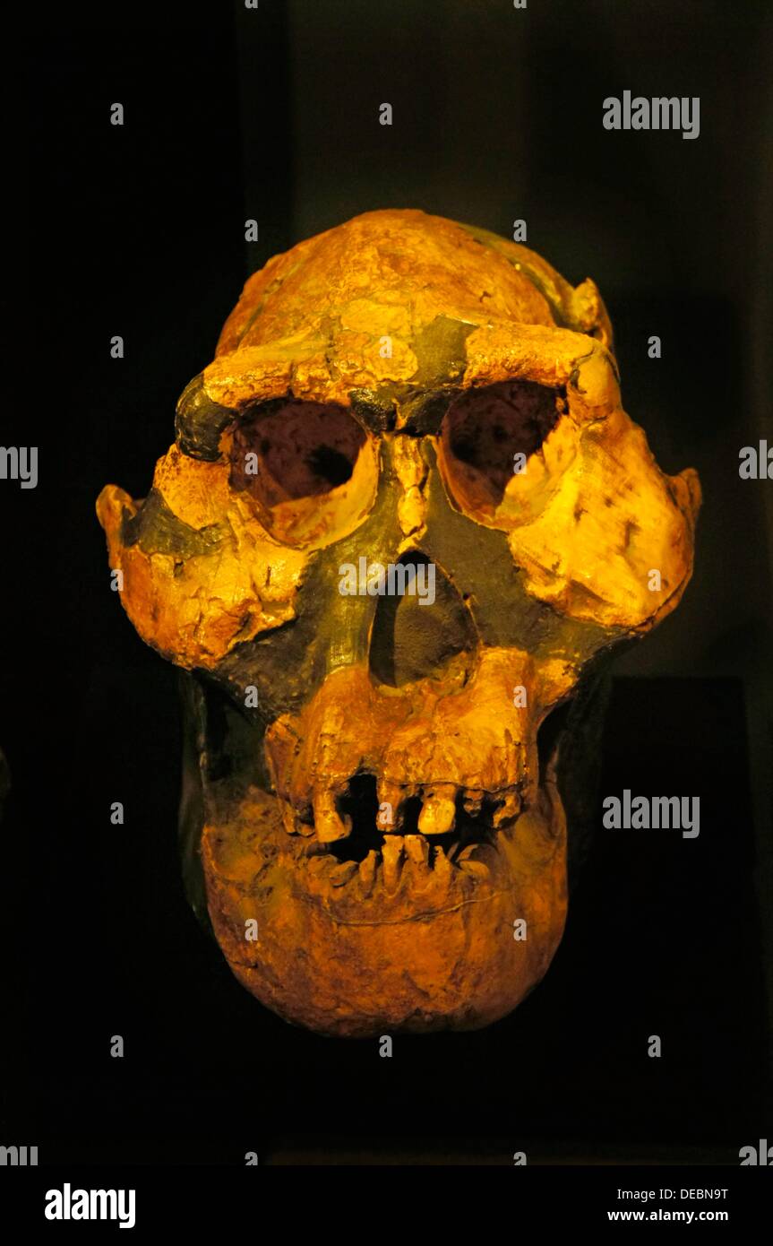 - Museo Nacional de Etiopía en Addis Abeba: Australopithecus afarensis es un homínido extinto que vivió entre 3 9 y 2 9 Foto de stock