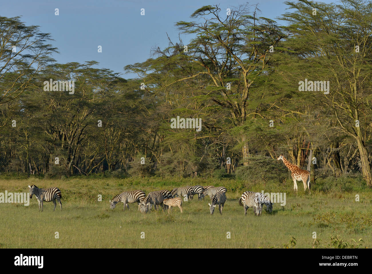Girafas Rothschild o ugandés jirafa (Giraffa camelopardalis rothschildi) y Grant's cebras (Equus quagga boehmi) Foto de stock