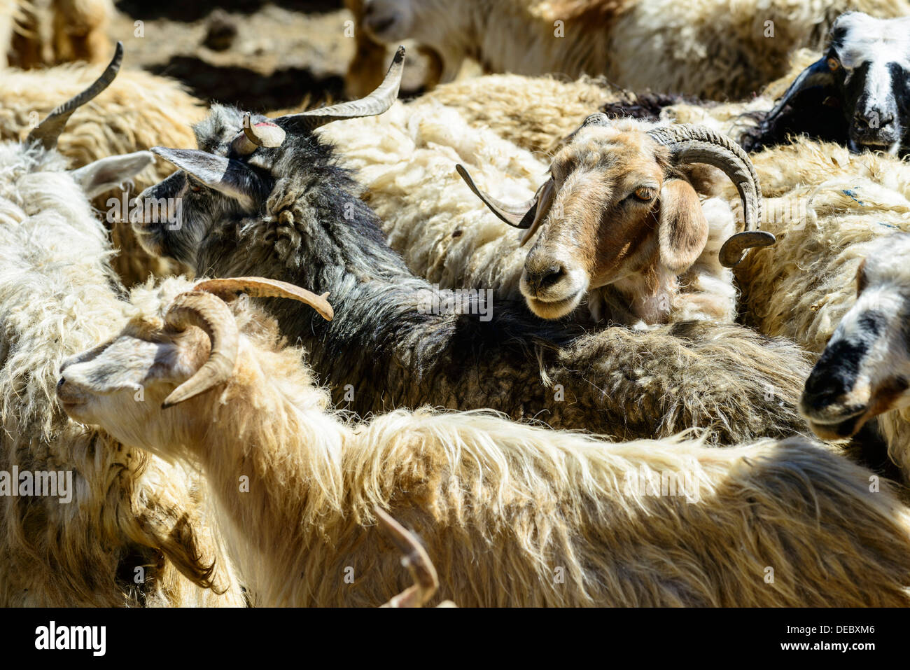 Rebaño de ovejas, cercado por un muro de piedra, a la espera de la esquila, Korzok, Ladakh, Jammu y Cachemira, la India Foto de stock
