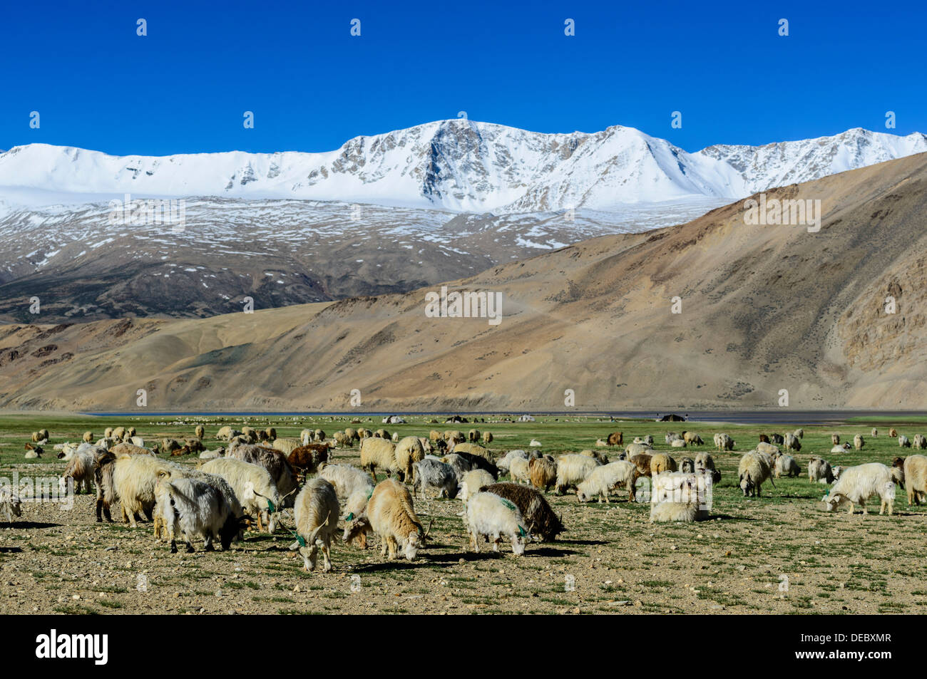 Un rebaño de ovejas es el pastoreo a una altitud de 4.600 m, montañas cubiertas de nieve en la distancia, Korzok, Ladakh, Jammu y Cachemira Foto de stock