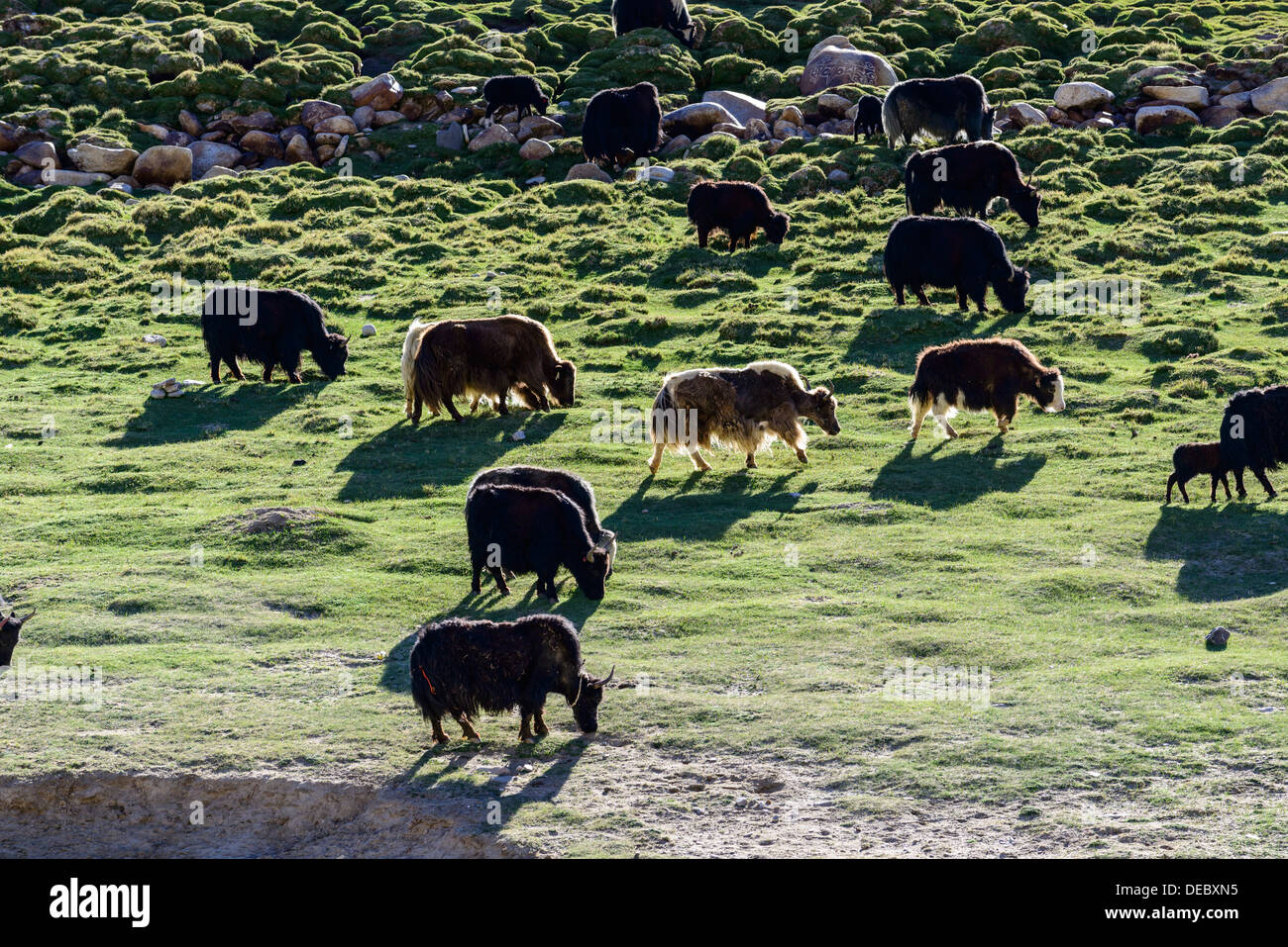 Una manada de yaks es el pastoreo a una altitud de 4.600 m, Korzok, Ladakh, Jammu y Cachemira, la India Foto de stock