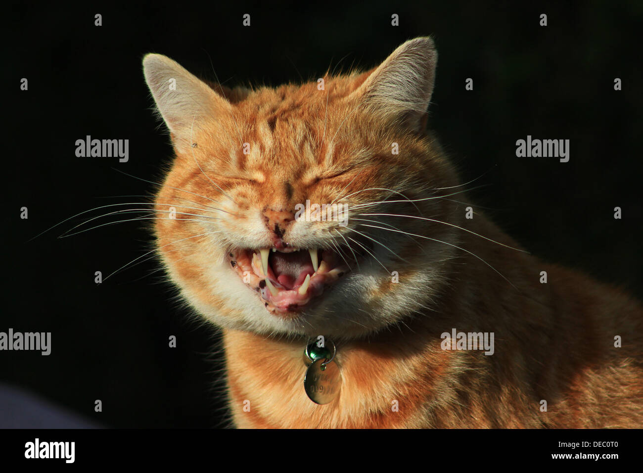 Gato riendo fotografías e imágenes de alta resolución - Alamy