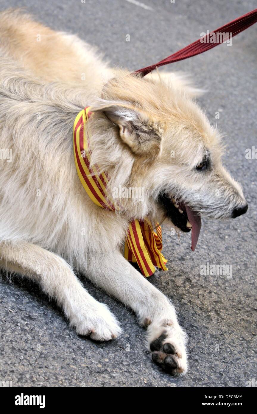Perro con la bandera catalana. Manifestación política por la independencia de Cataluña. El 10 de de 2010. Barcelona. Cataluña. España Fotografía de stock - Alamy