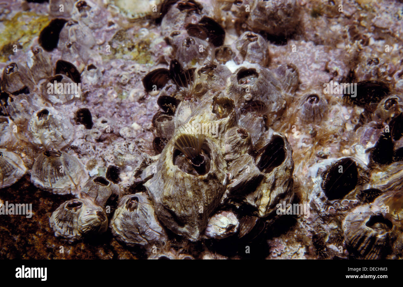 Roca común percebe (Balanus balanoides). Galicia, España Fotografía de