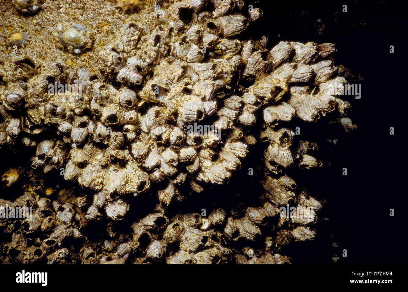 Roca común percebe (Balanus balanoides). Galicia, España Fotografía de