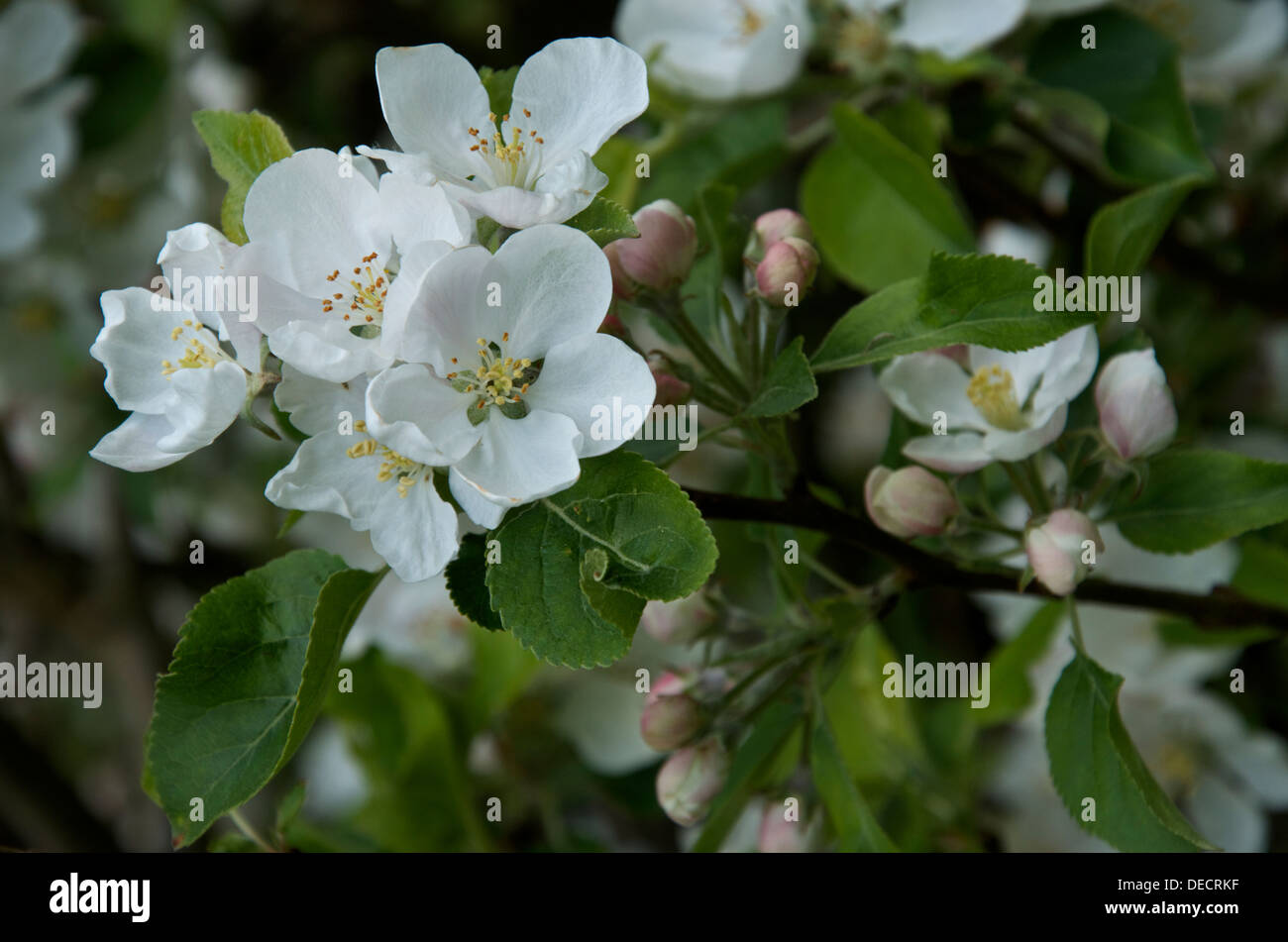 Apple Blossom Blanca Flores Y Capullos De Rosa Variedad Golden Delicious Fotografia De Stock Alamy