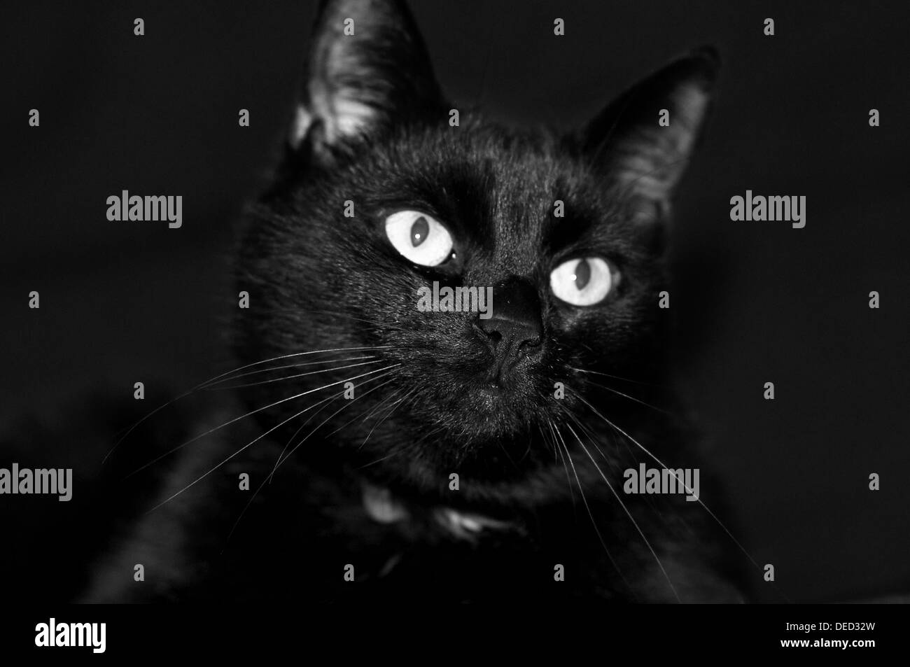 Gato negro en la oscuridad studio Foto de stock