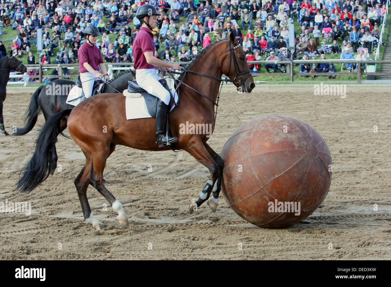 Moritzburg, Alemania, empujar el juego de pelota a caballo semental en el Desfile anual Foto de stock