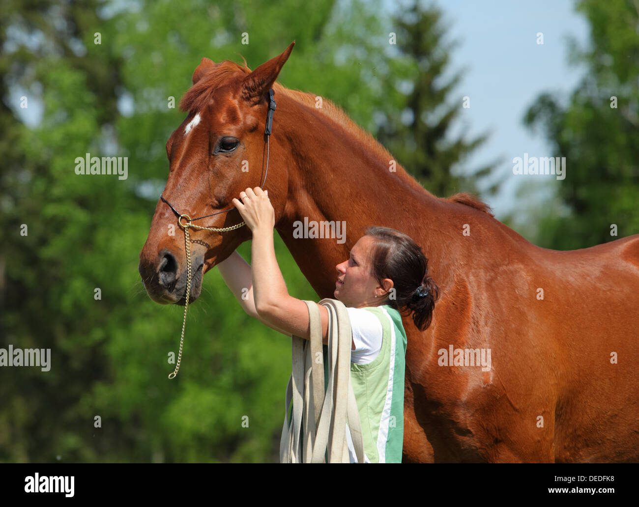Retrato de la hermosa muchacha que arreglar su caballo contra el árbol verde Foto de stock
