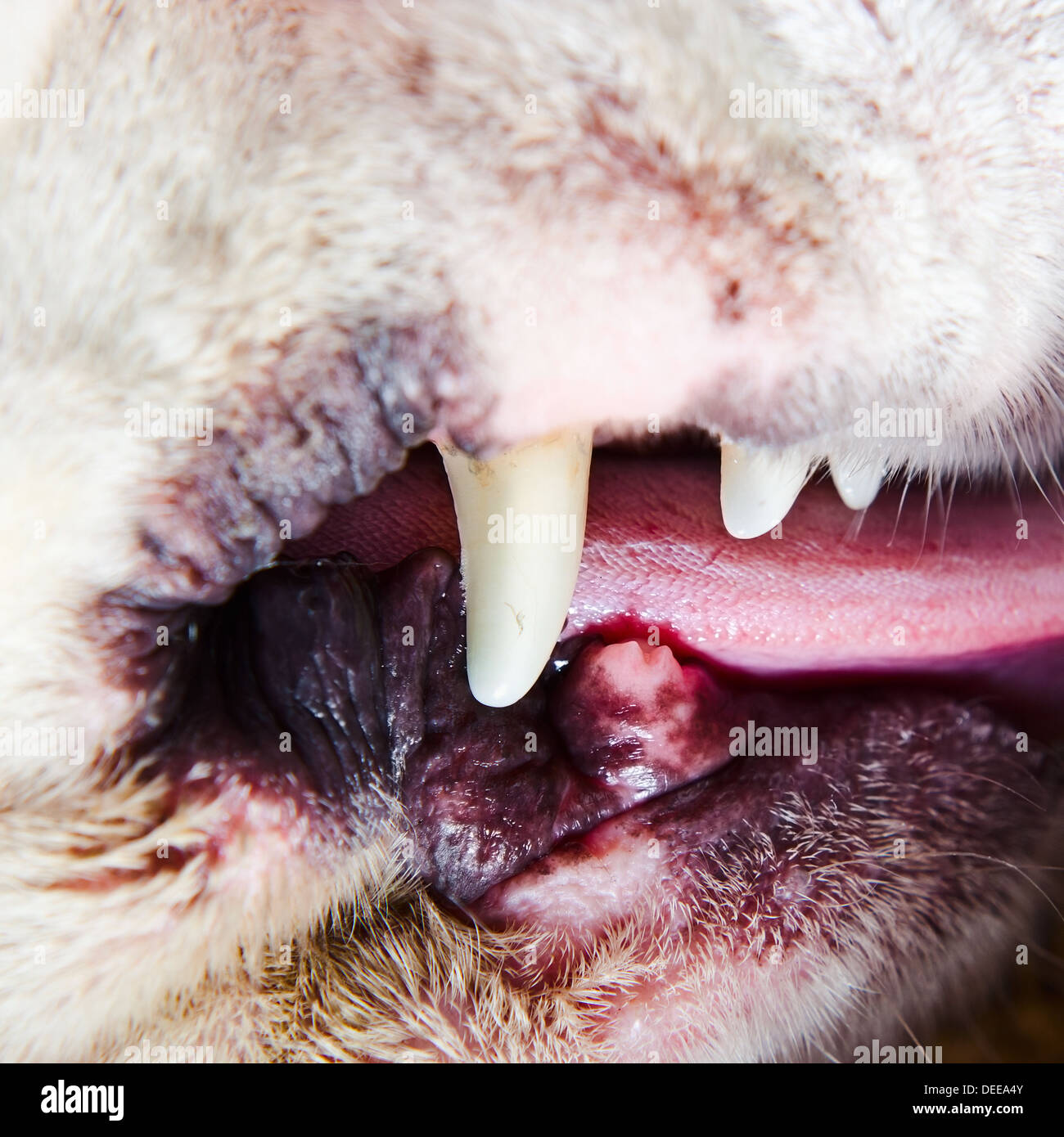 Los dientes de un perro , macro shot , se centran en un centro. Foto de stock