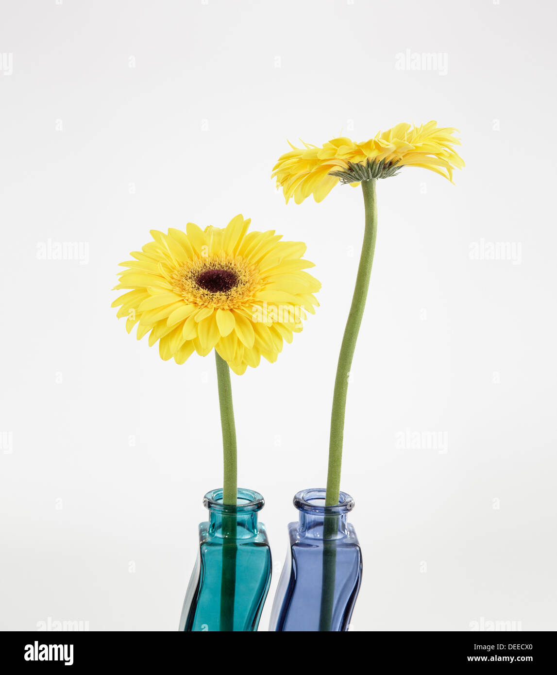 Dos gerberas amarillas en jarrones de Cristal multicolor Foto de stock