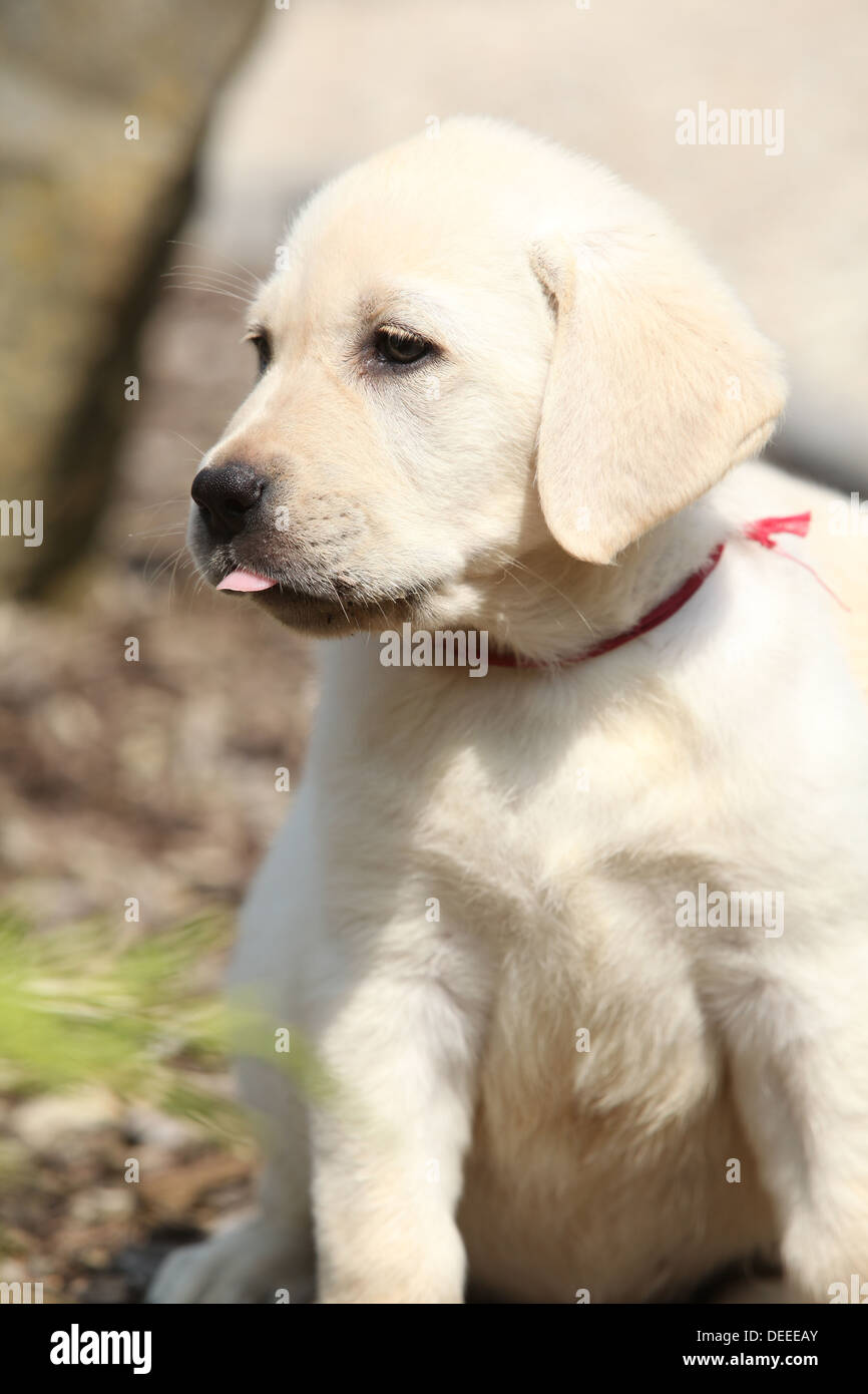 Adorable cachorro labrador retriever crema mostrando lengua Fotografía de  stock - Alamy