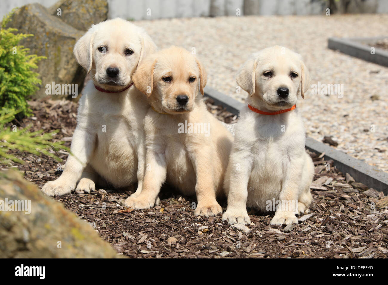 Adorables cachorros labrador retriever crema sentado en línea Fotografía de  stock - Alamy