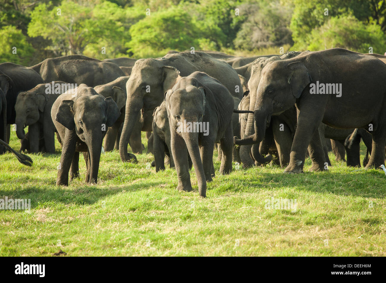 Una manada de elefantes de Sri Lanka (la más grande de cuatro subespecies del elefante asiático) en el Parque Nacional de Minneriya, Sri Lanka Foto de stock