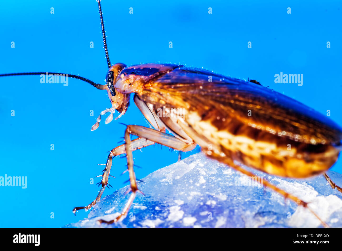 Cucaracha alemana (Blattella germanica) Foto de stock