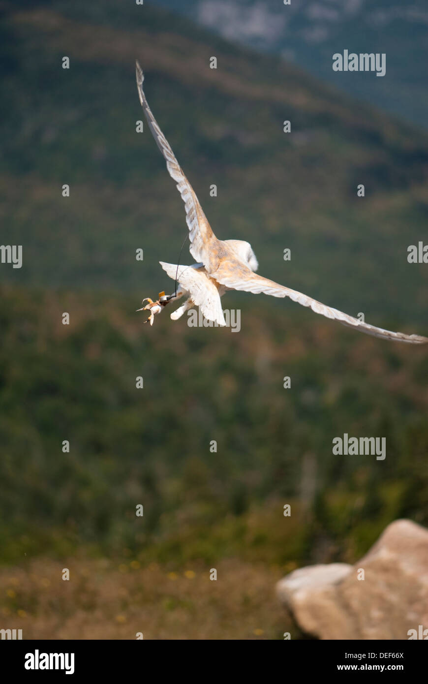 Lechuza volando en un espectáculo de aves de presa Foto de stock