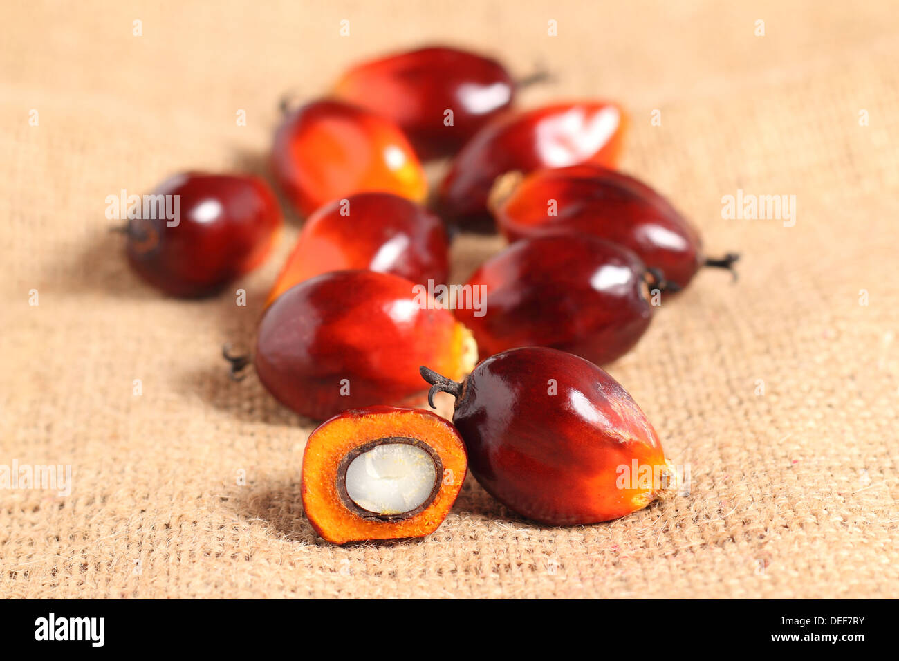 Un grupo de frutos de palma de aceite en el fondo de saco de arpillera. Foto de stock