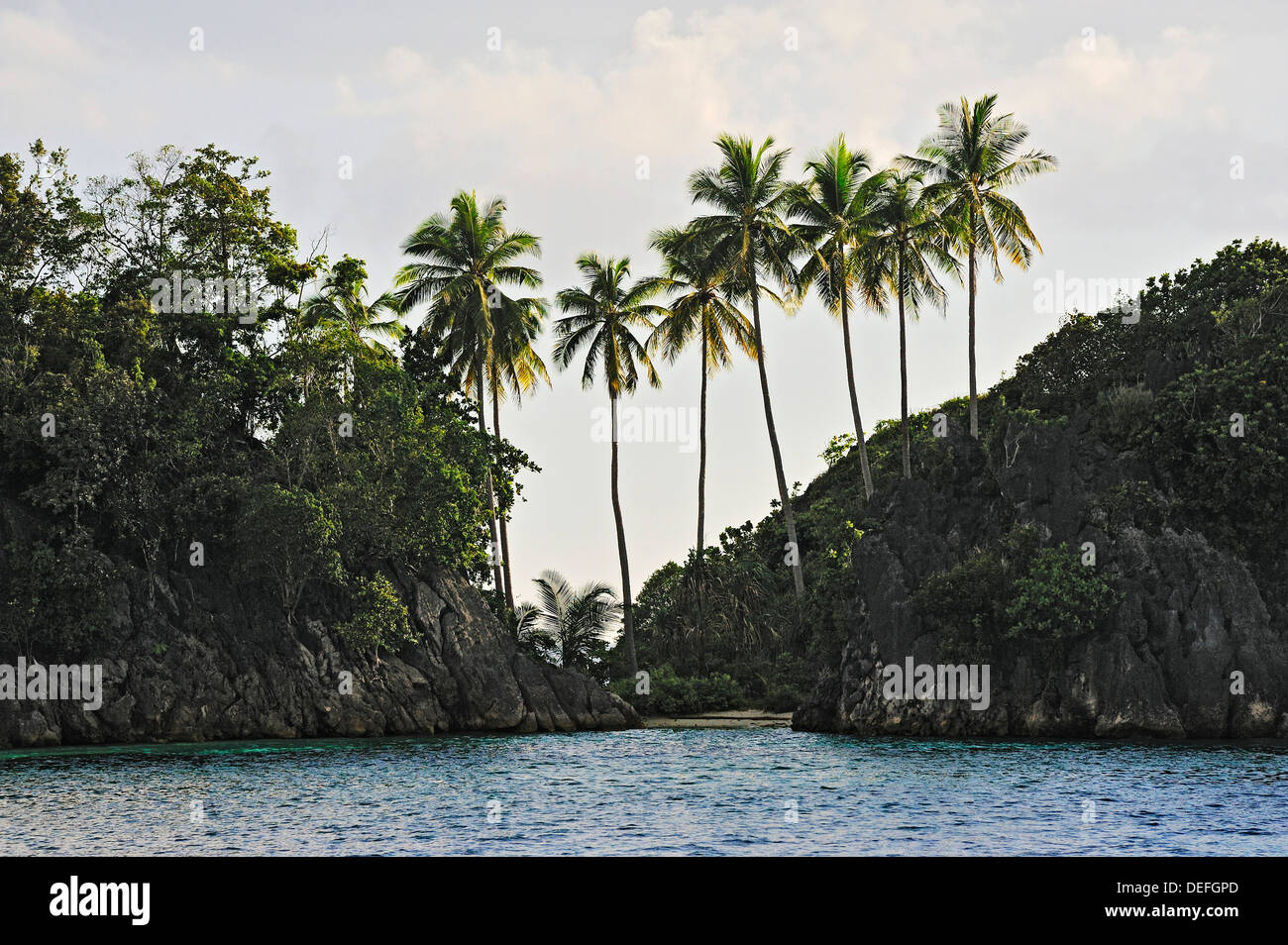 Las palmas de coco (Cocos nucifera), Raja Ampat, Papua Occidental, Indonesia Foto de stock