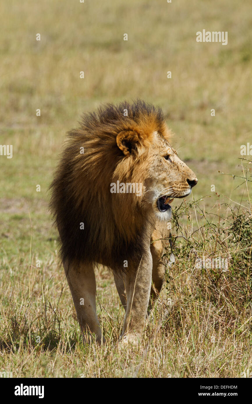 Asesino de leones fotografías e imágenes de alta resolución - Página 10 -  Alamy