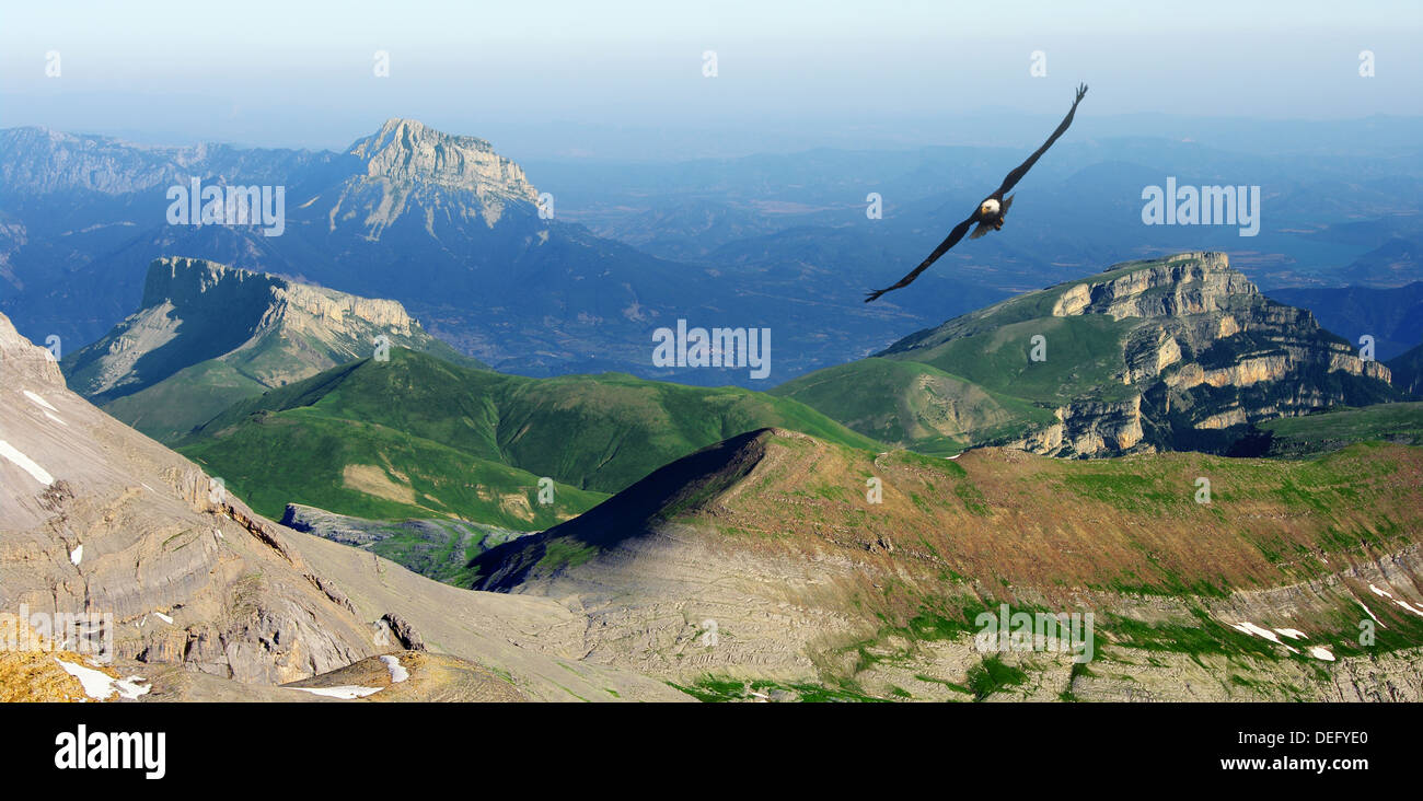 Eagle volando en los Pirineos. Foto de stock