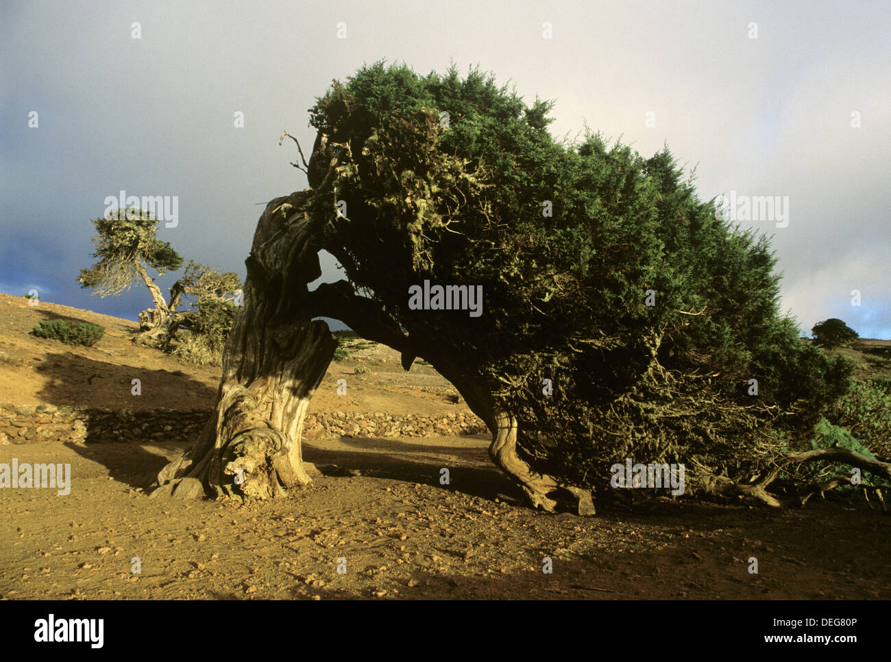 Mil años de sabinas (Juniperus turbinata ssp. canariensis). La Dehesa