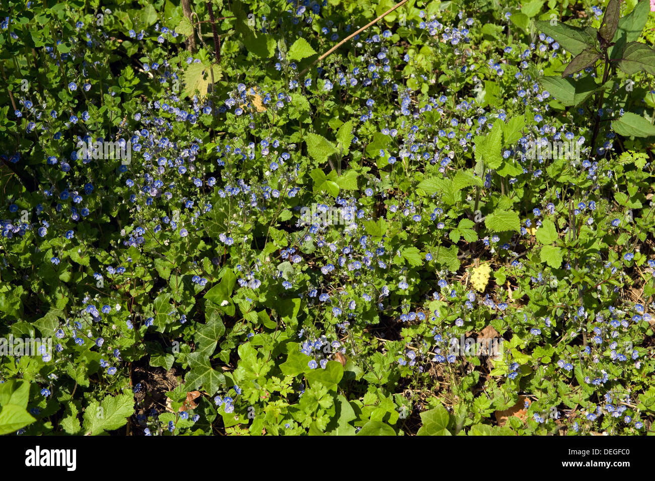 De pájaro o camedrio speedwell, Veronica chamaedrys, floración Foto de stock