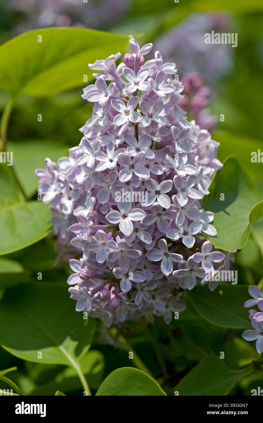Común, lila Syringa vulgaris, flor Foto de stock
