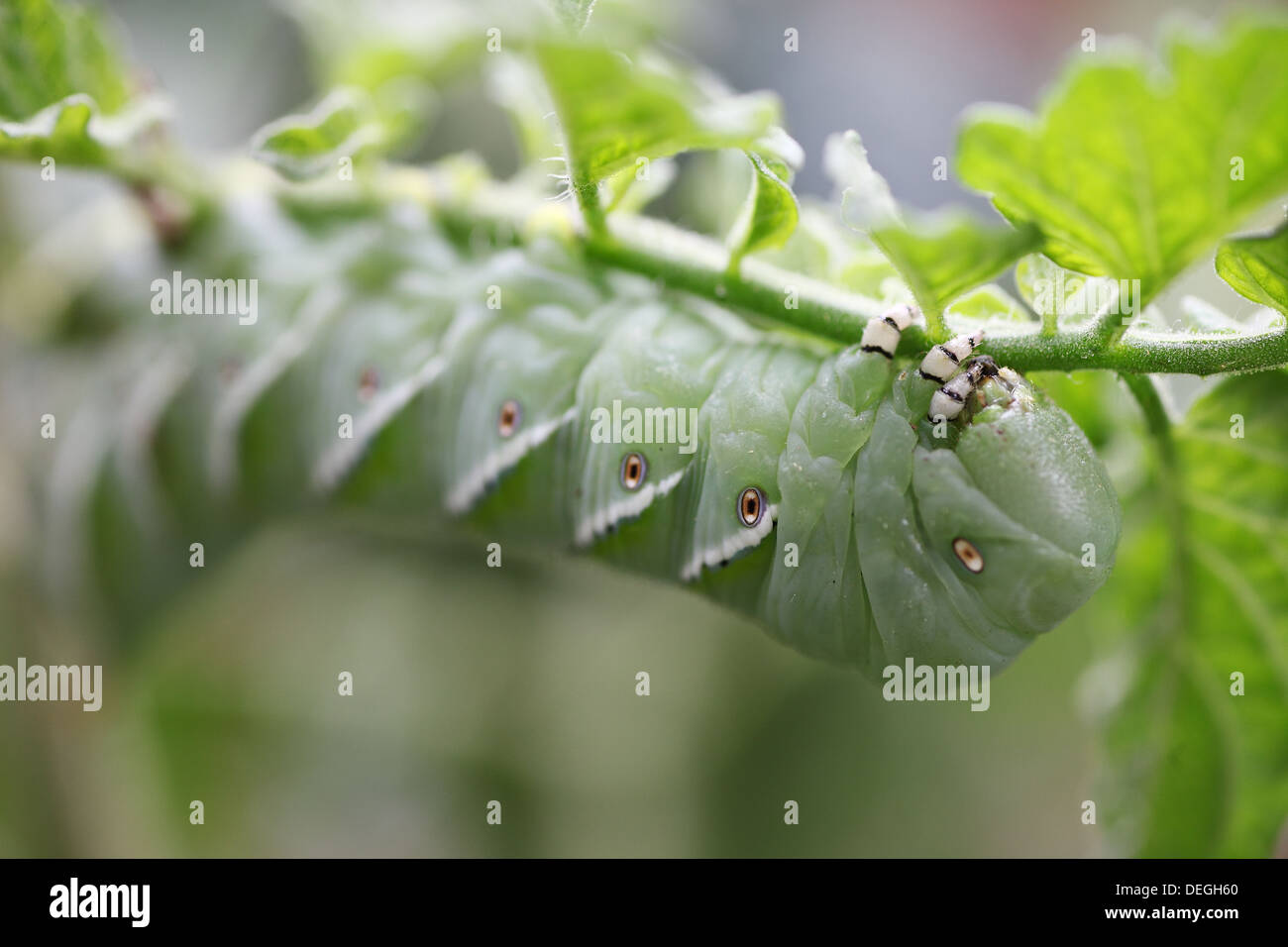 Caterpillar pest en una planta de tomate Foto de stock