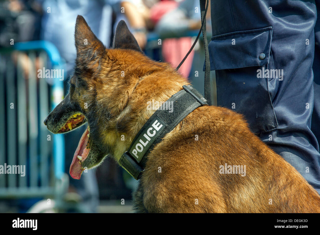 Primer plano de un perro pastor belga Malinois / trabajar como perro de  ataque usando el collar de policía Fotografía de stock - Alamy