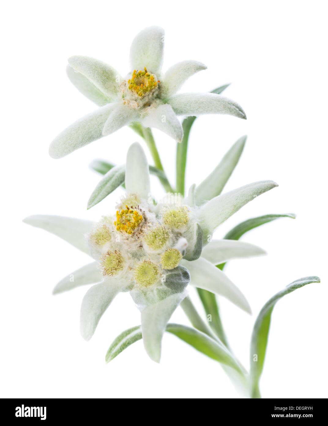 Dos flores Edelweiss (Leontopodium alpinum) aislado sobre blanco Foto de stock