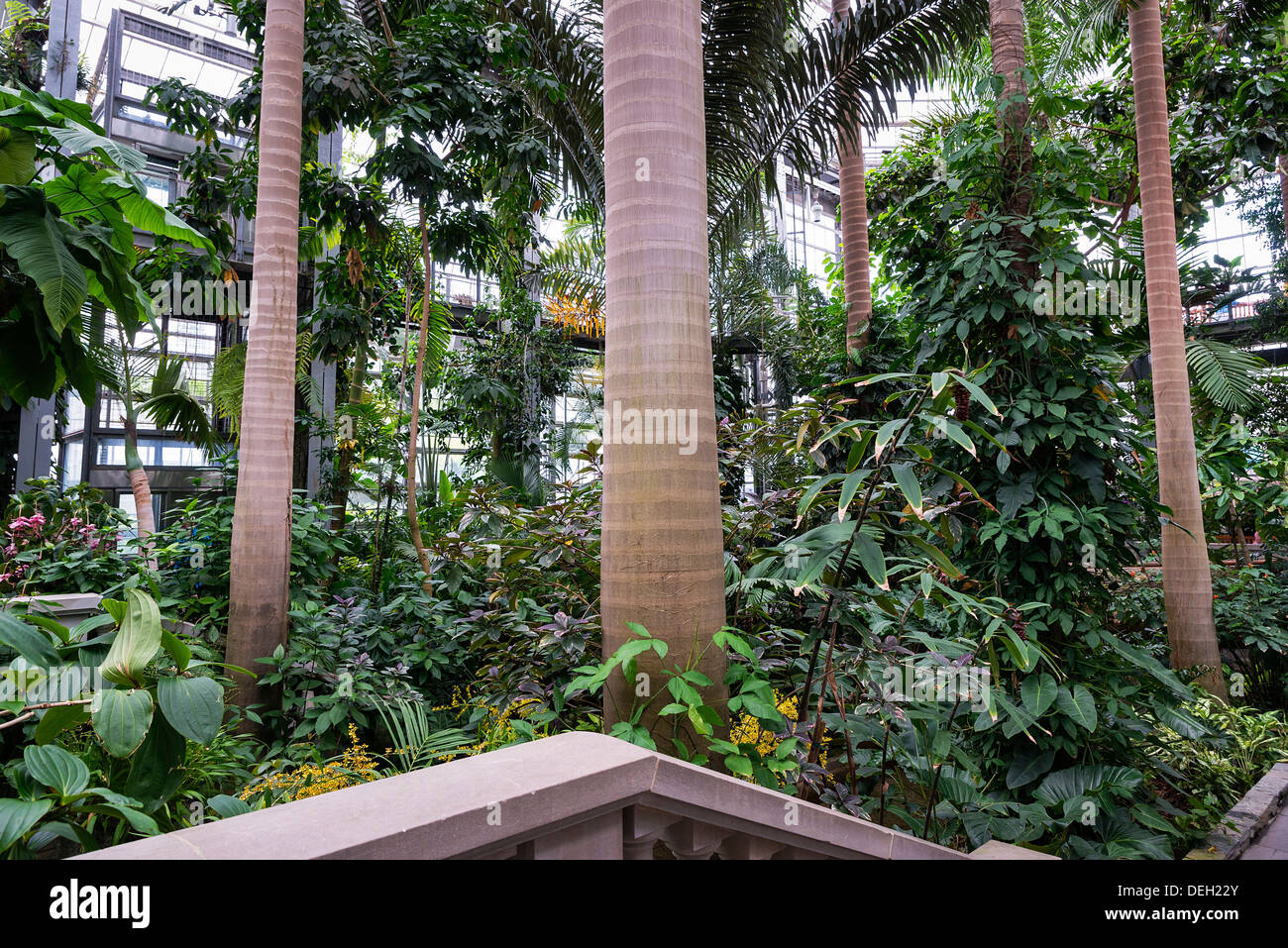 Invernadero interior, jardín botánico estadounidense, Washington DC, EE.UU. Foto de stock