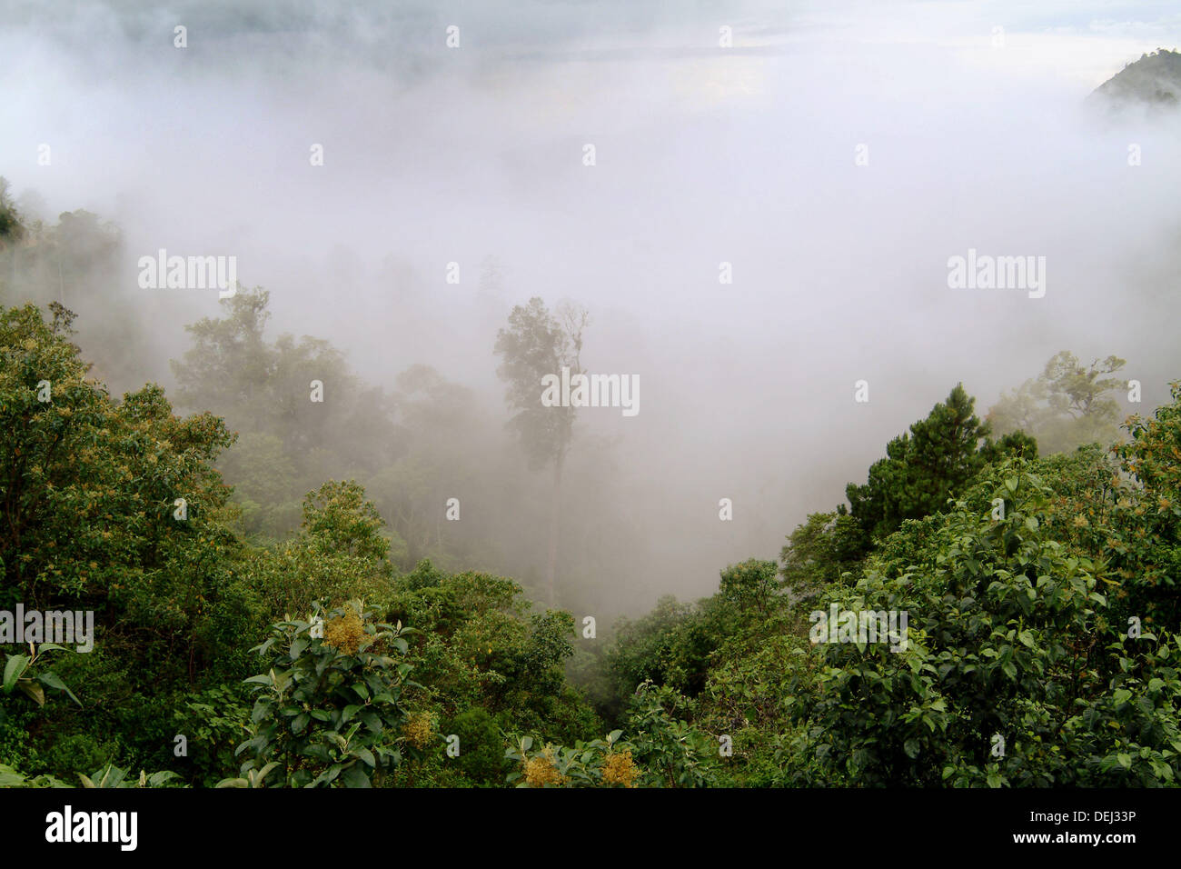 Bosque. Sierra de Motozintla. El Porvenir. Chiapas. México Foto