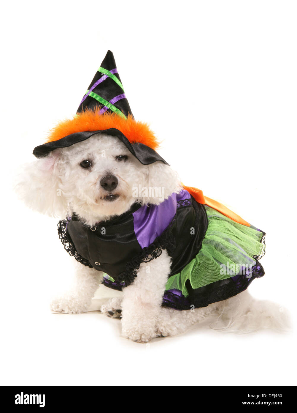 Bichon frise dog dressed in fotografías e imágenes de alta resolución -  Alamy