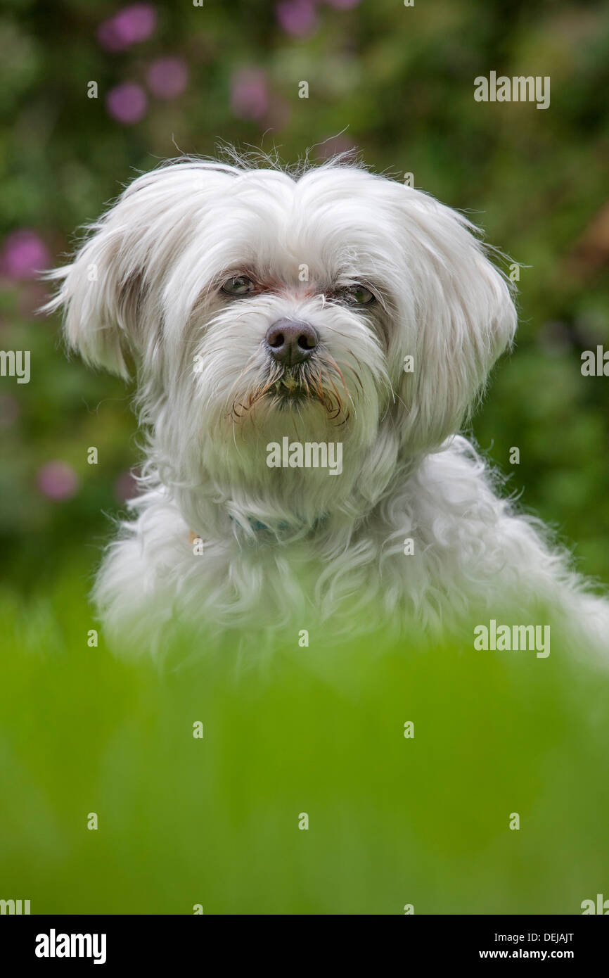 Raza de perro maltés fotografías e imágenes de alta resolución - Alamy