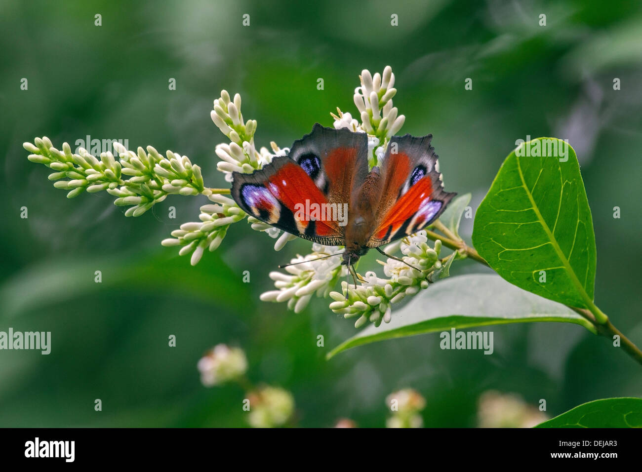 Mariposa Pavo Real (Aglais europeo io / Inachis io) en el ligustro flores Foto de stock