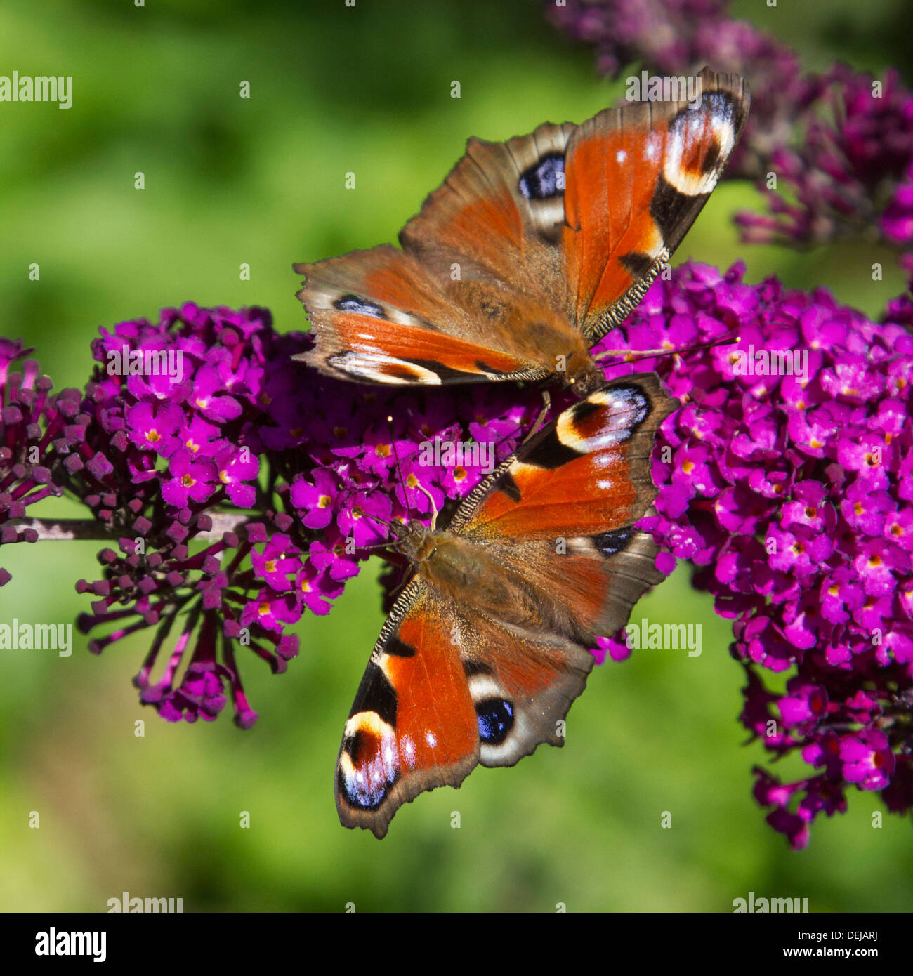 Dos mariposas Aglais europea del pavo real (Inachis io) io / en verano flores lila / mariposa-bush (Buddleja davidii) Foto de stock