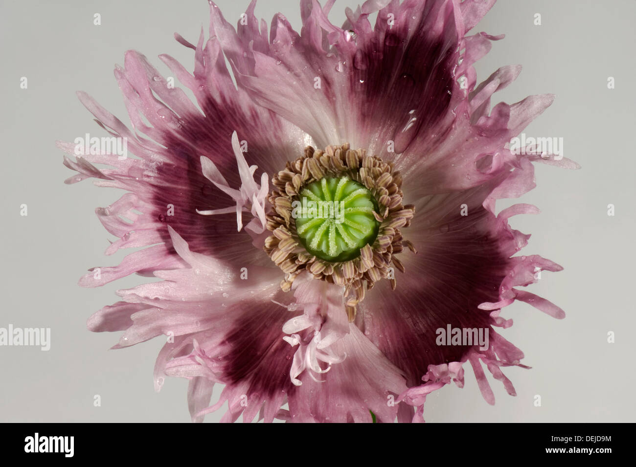 Flor de adormidera, Papaver somniferum, un jardín ornamental anual Foto de stock