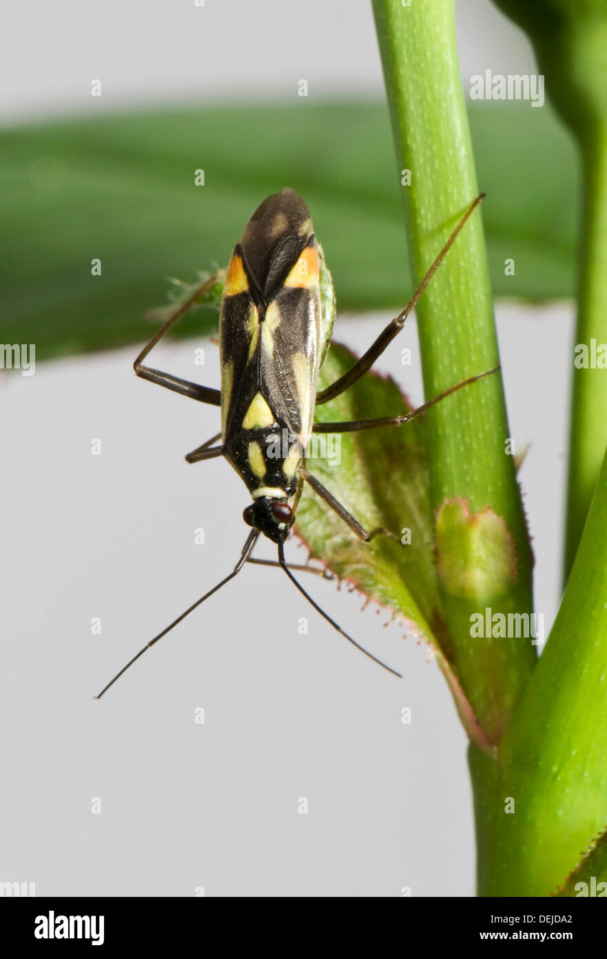 Un bug, Grypocoris mirid stysi, adulto Foto de stock