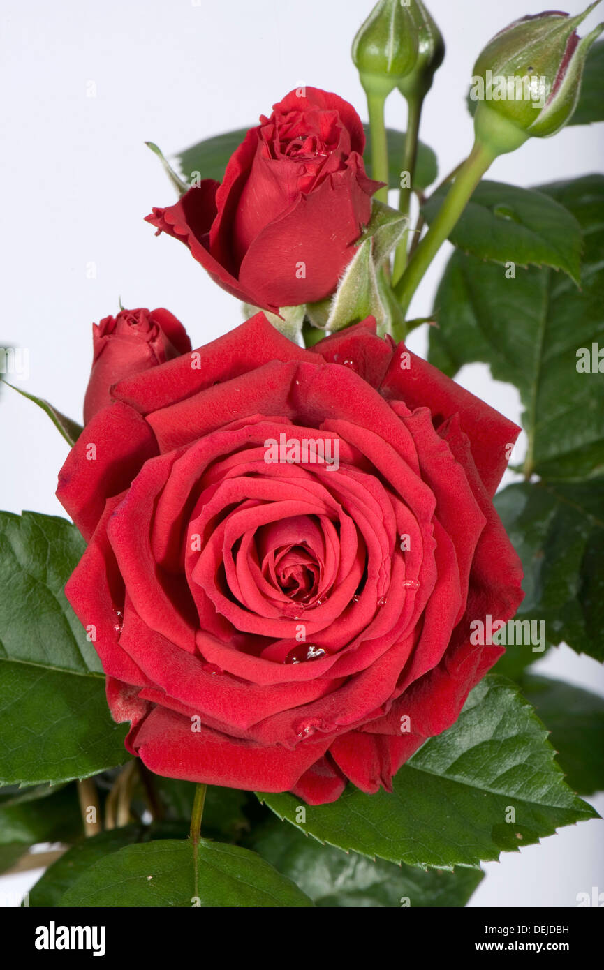 Una delicada y compleja de una pequeña flor roja Rosa cultivada en una maceta como planta de casa Foto de stock
