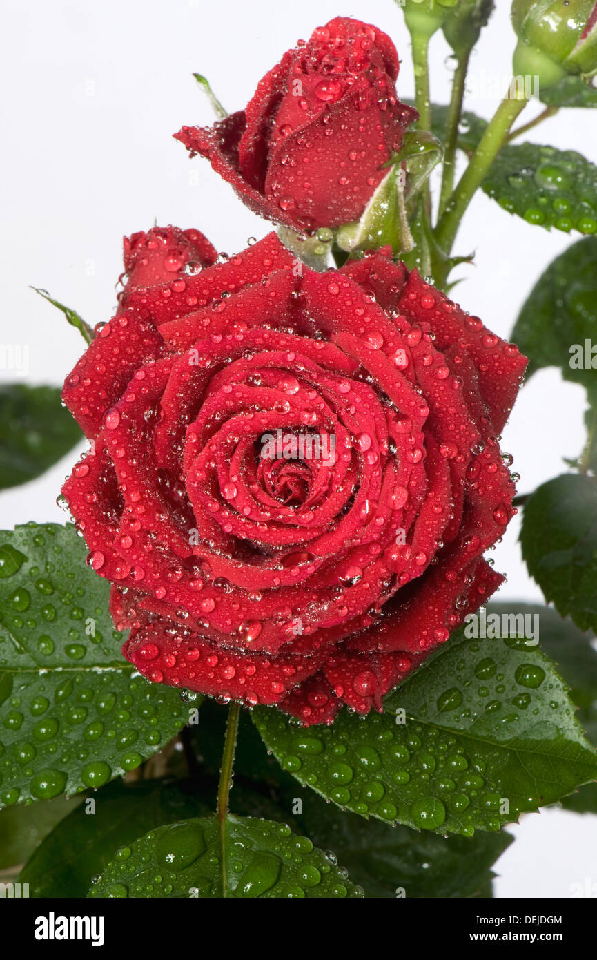 Una delicada y compleja de una pequeña flor roja Rosa cultivada en una maceta como planta de casa con gotas de agua Foto de stock