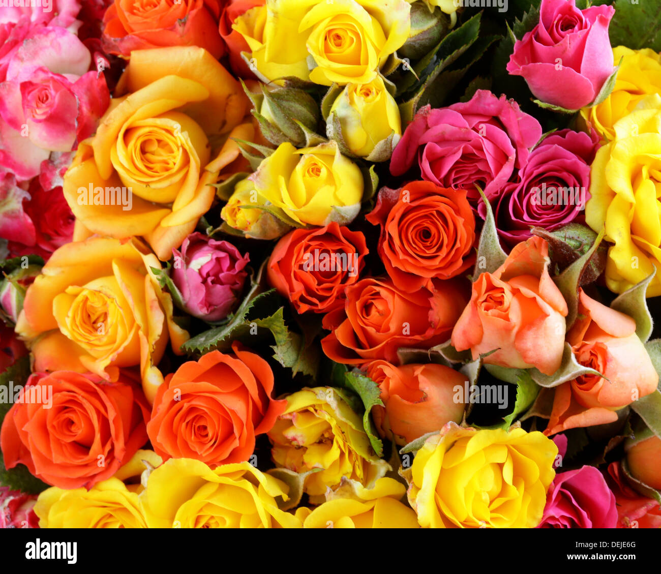 Rosas de diferente color (amarillo, rojo, rosado) puede ser utilizado como  fondo Fotografía de stock - Alamy