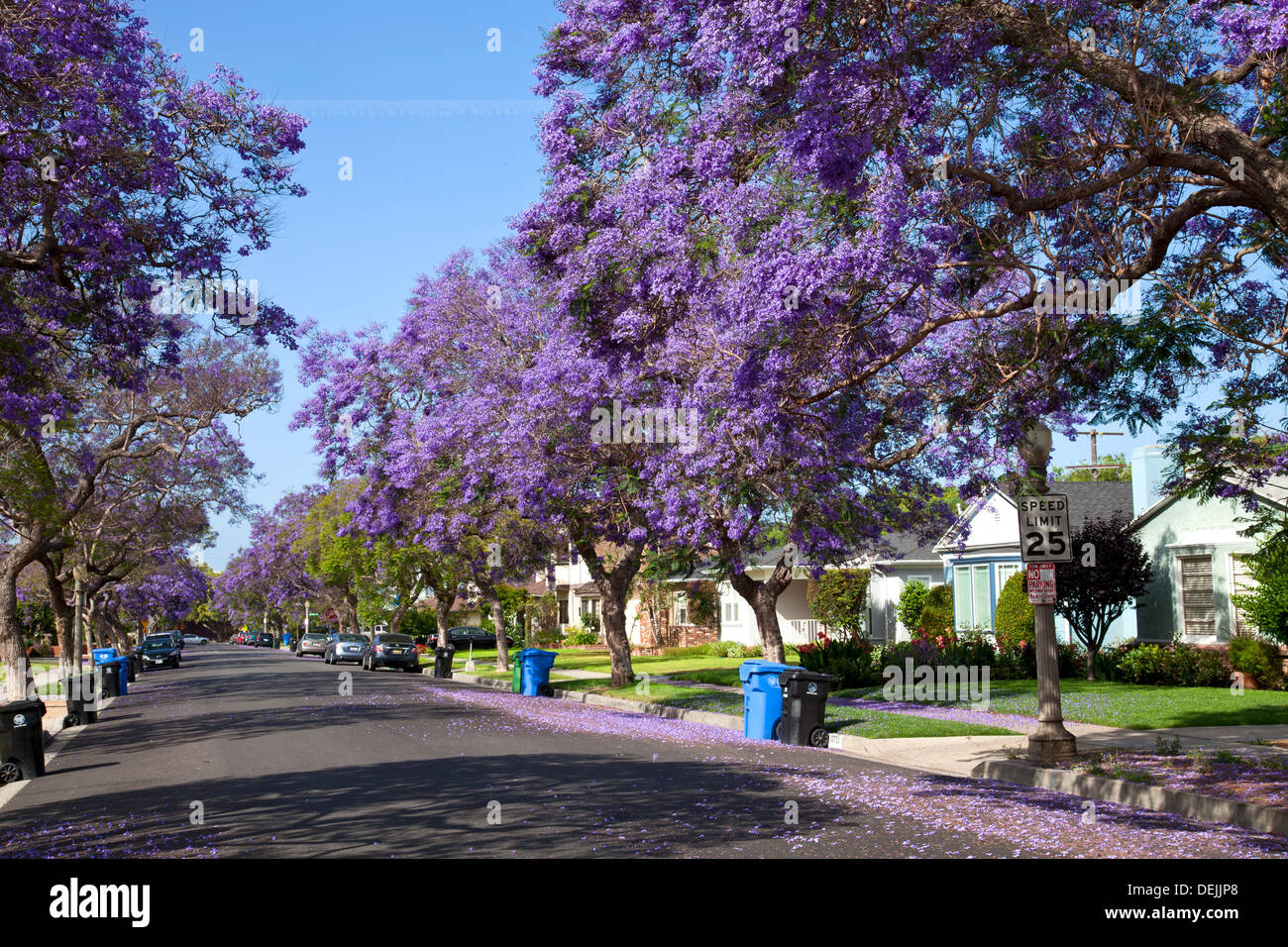 Jacarandas Floreciendo A Lo Largo De Calle En Culver City Los Angeles California Fotografia De Stock Alamy