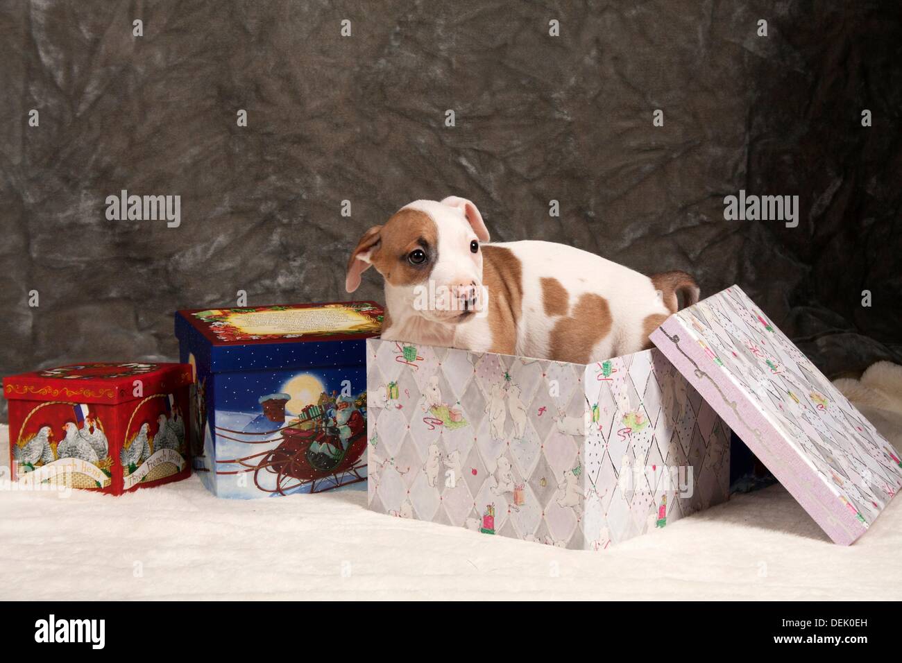 Un pitbull cachorro, nueve semanas de edad, en una caja de regalo de  Navidad Fotografía de stock - Alamy