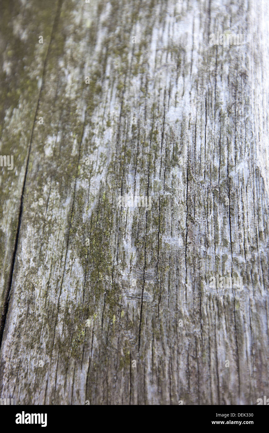 Disparo de fotograma completo tronco de árbol con moss Foto de stock