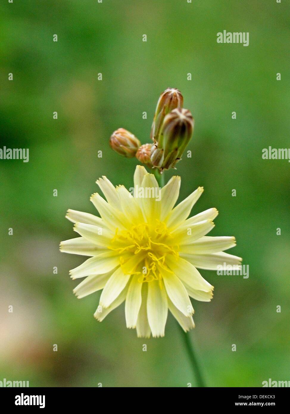 Higo De La Lechuga Lactuca Serriola Planta Medicinal