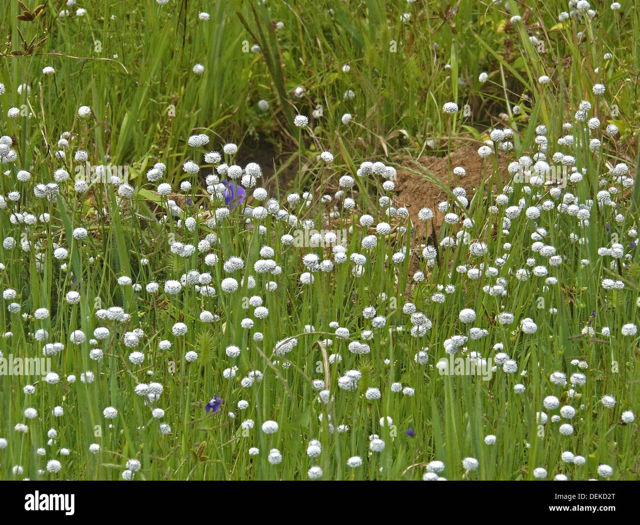 Eriocaulon pipewort carsonii, sal, un botón, la Meseta de hierba de flores, Kaas, Satara, Maharashtra, India Foto de stock