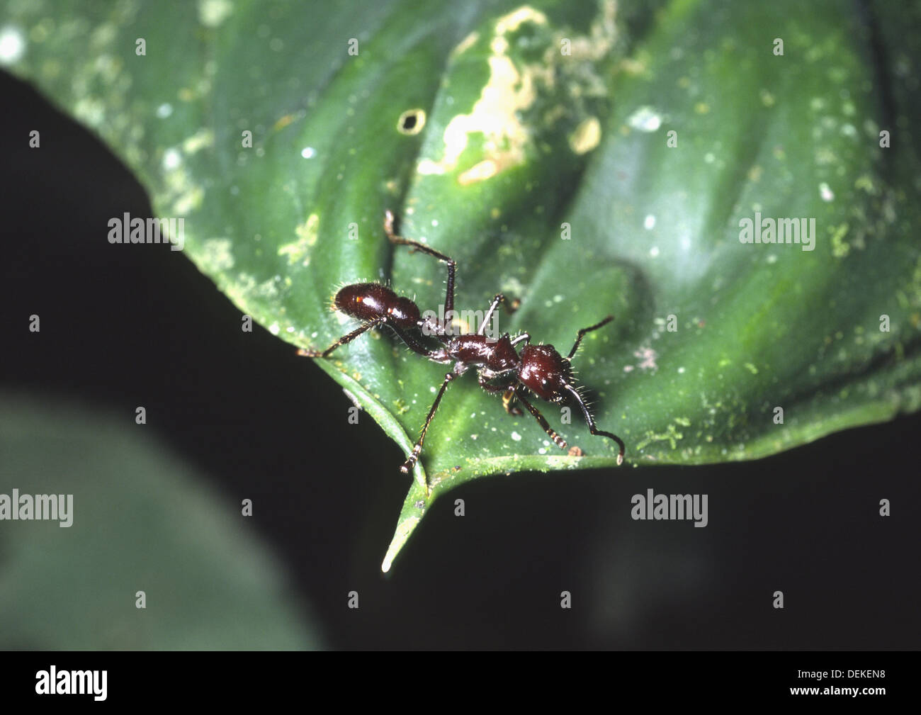 Una bala hormiga (Paraponera clavata) en el bosque lluvioso de Costa Rica Foto de stock